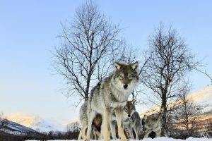 animals, Wolf, Snow