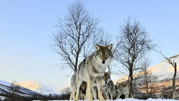 animals, Wolf, Snow HD Wallpaper Desktop Background