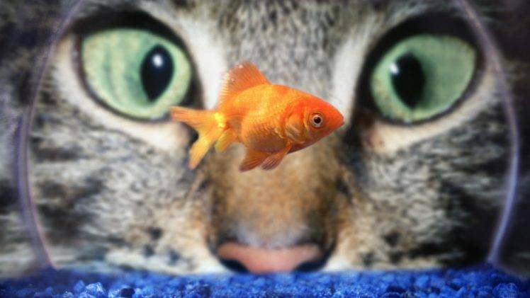 animals, Fish, Cat HD Wallpaper Desktop Background