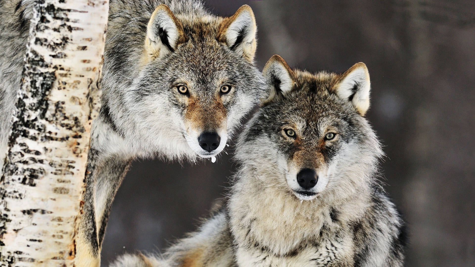 animals, Wolf Wallpapers HD / Desktop and Mobile Backgrounds