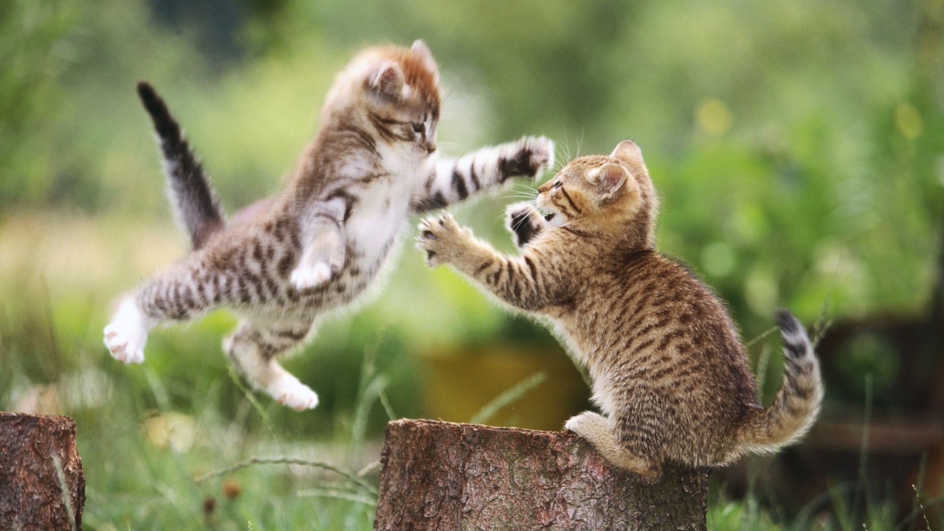 природа животные котенок скачать