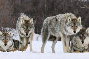 animals, Wolf, Snow