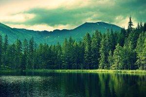 forest, Lake, Nature, Landscape