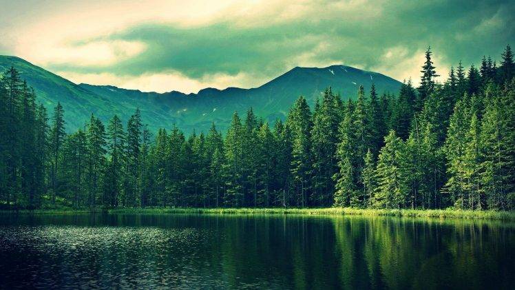 forest, Lake, Nature, Landscape HD Wallpaper Desktop Background