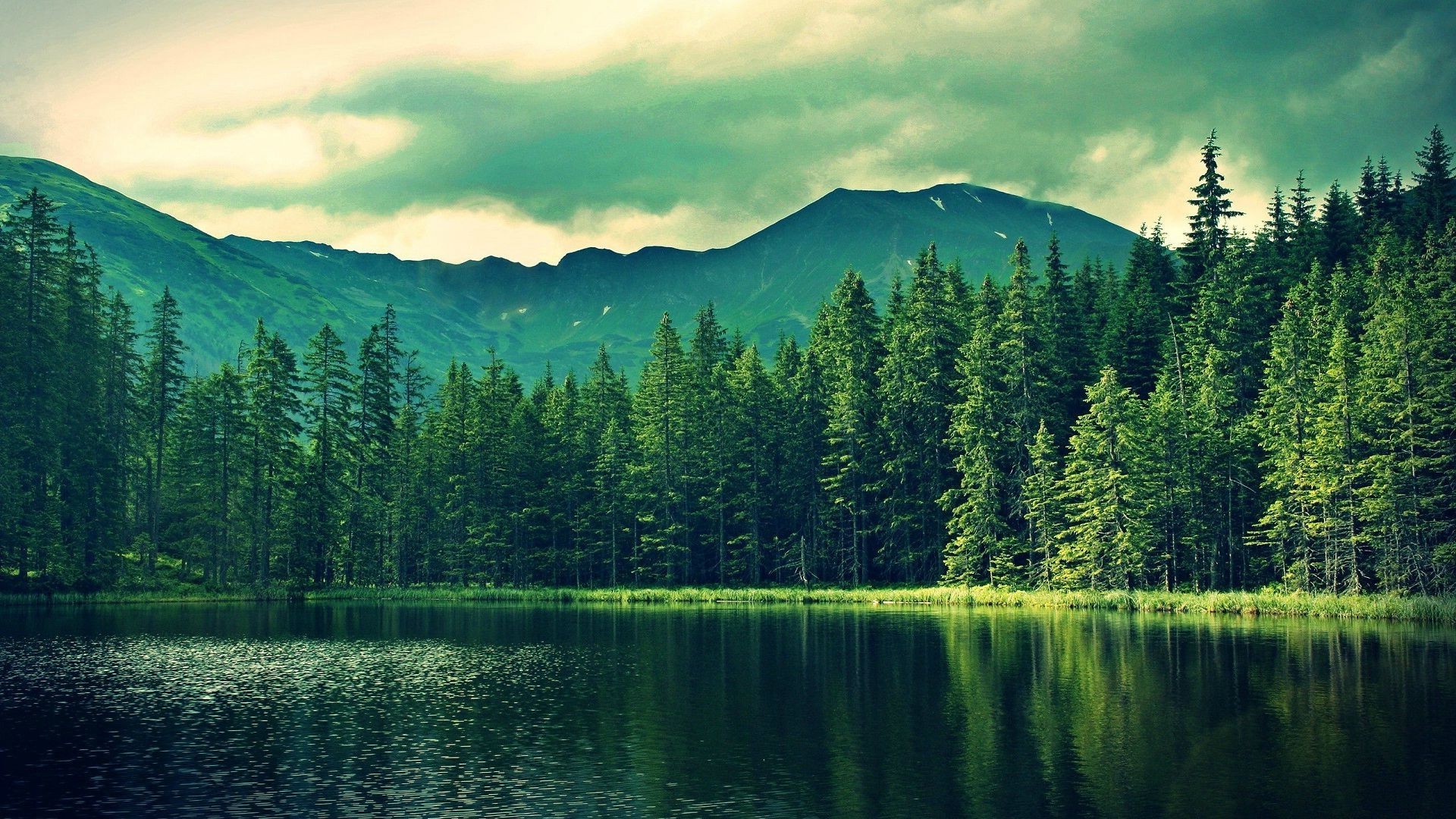 forest, Lake, Nature, Landscape Wallpaper