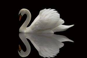 wildlife, Animals, Swans, Reflection, Birds