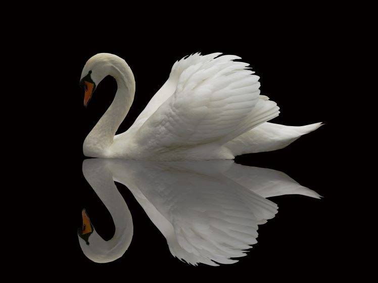 wildlife, Animals, Swans, Reflection, Birds HD Wallpaper Desktop Background