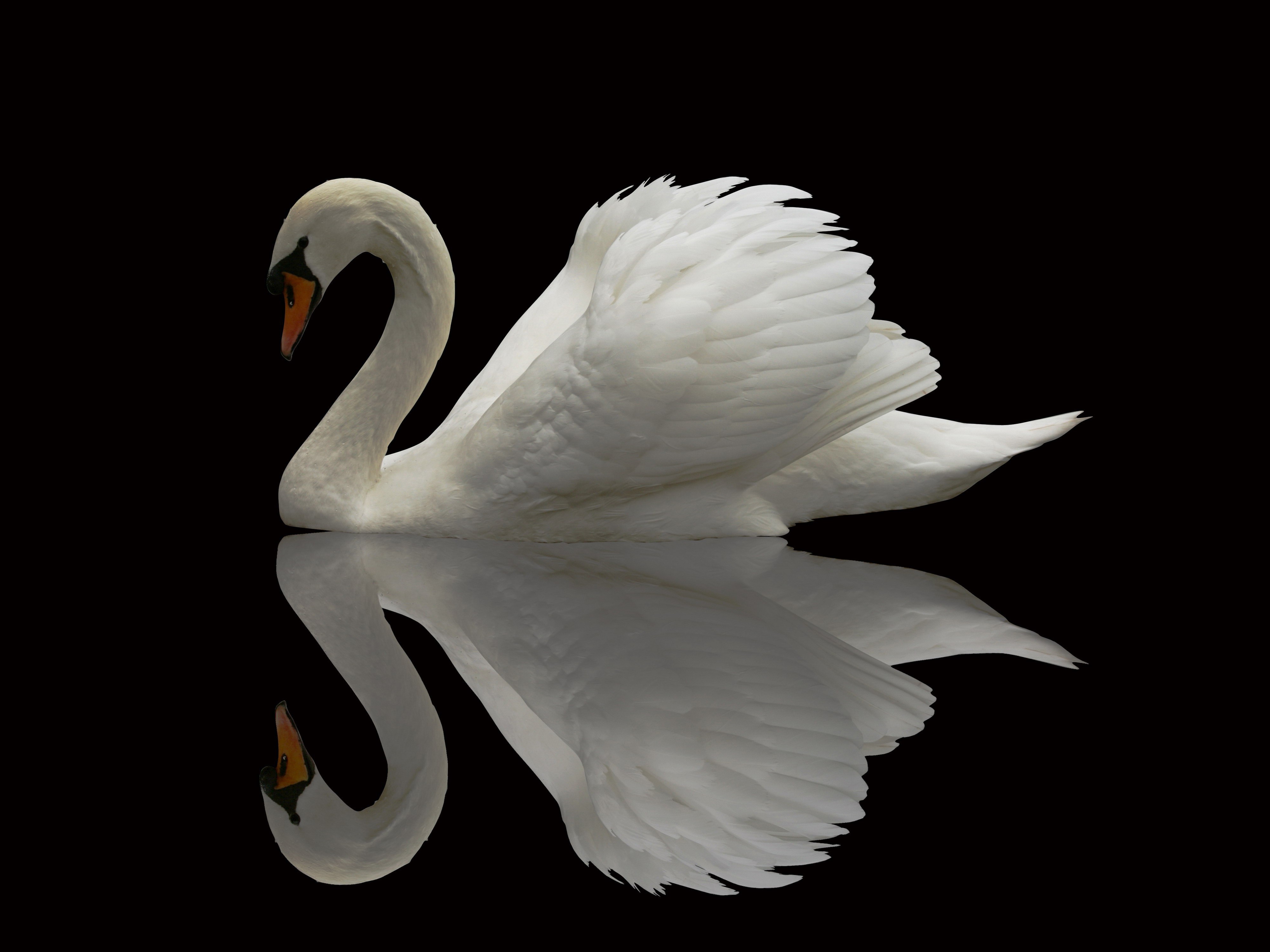 wildlife, Animals, Swans, Reflection, Birds Wallpaper
