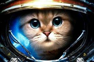 cat, Starcraft II