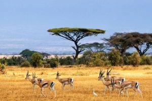 nature, Landscape, Savannah, Animals, Wildlife, Africa