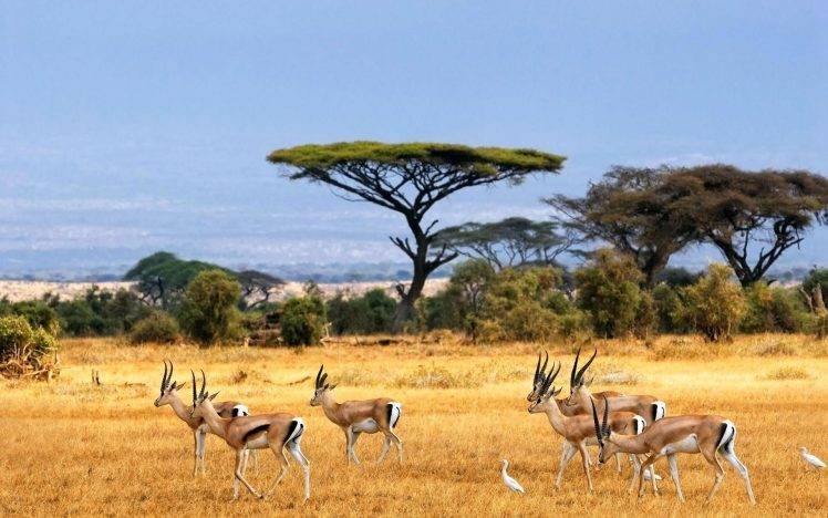 nature, Landscape, Savannah, Animals, Wildlife, Africa HD Wallpaper Desktop Background