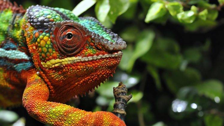 nature, Animals, Wildlife, Chameleons, Reptile HD Wallpaper Desktop Background