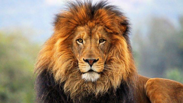 animals, Wildlife, Lion HD Wallpaper Desktop Background