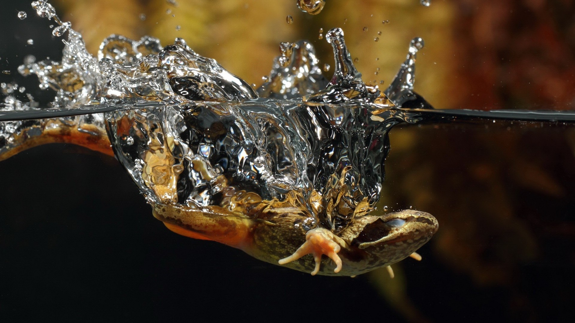 nature, Animals, Wildlife, Split View, Splashes, Lizards Wallpaper