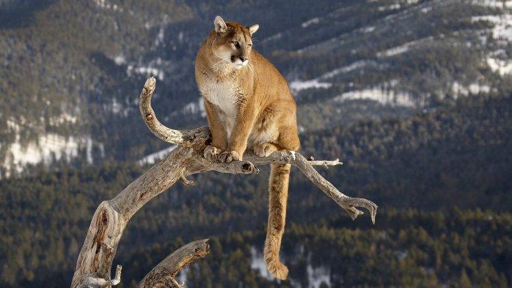 nature, Animals, Pumas HD Wallpaper Desktop Background