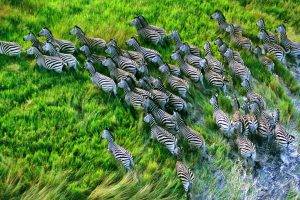 nature, Landscape, Animals, Zebras, HDR