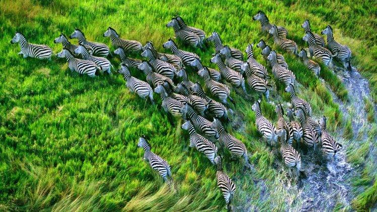 nature, Landscape, Animals, Zebras, HDR HD Wallpaper Desktop Background