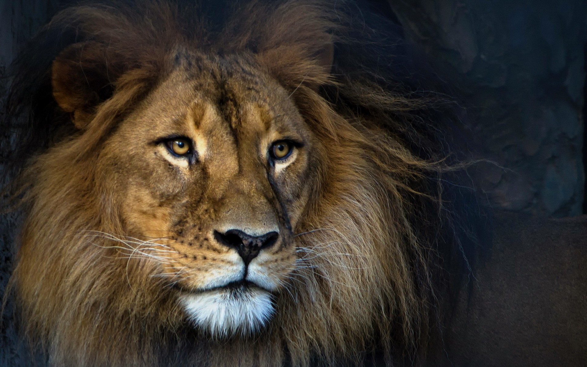 animals, Lion Wallpaper