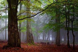 forest, Mist, Leaves, Trees, Morning, Nature, Landscape