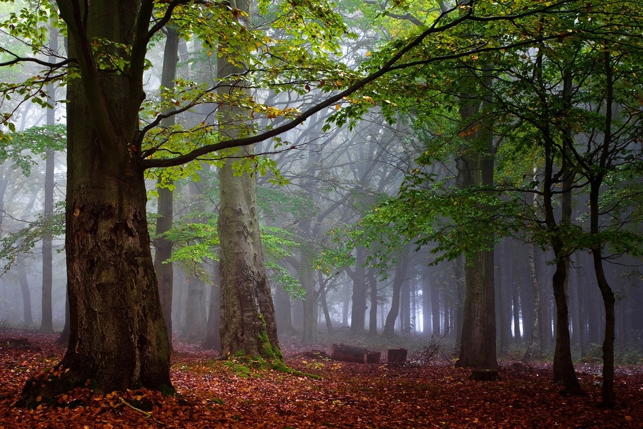 forest, Mist, Leaves, Trees, Morning, Nature, Landscape Wallpaper