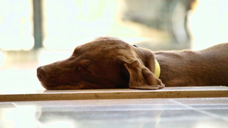 dog, Animals, Sleeping HD Wallpaper Desktop Background