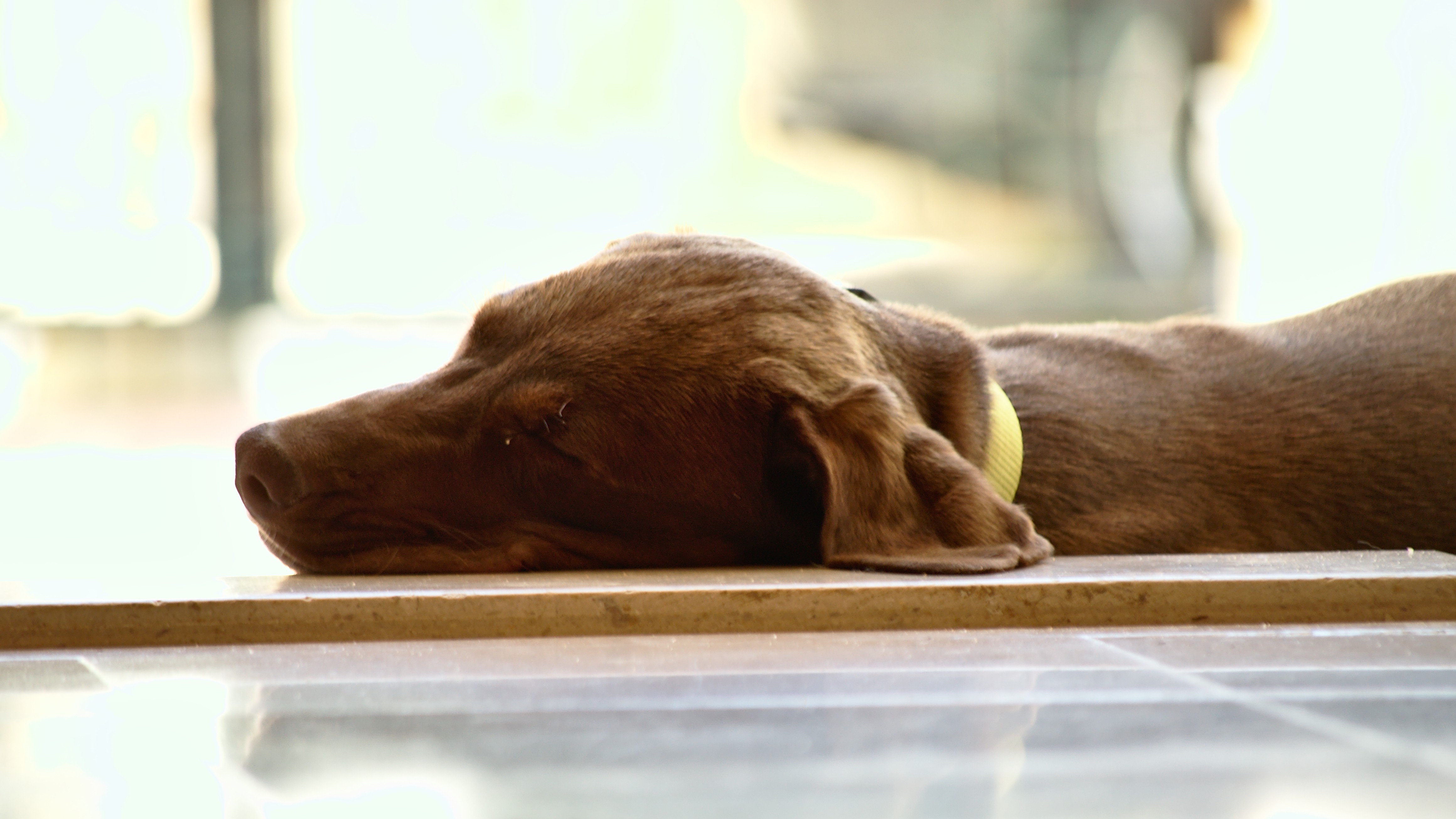dog, Animals, Sleeping Wallpaper