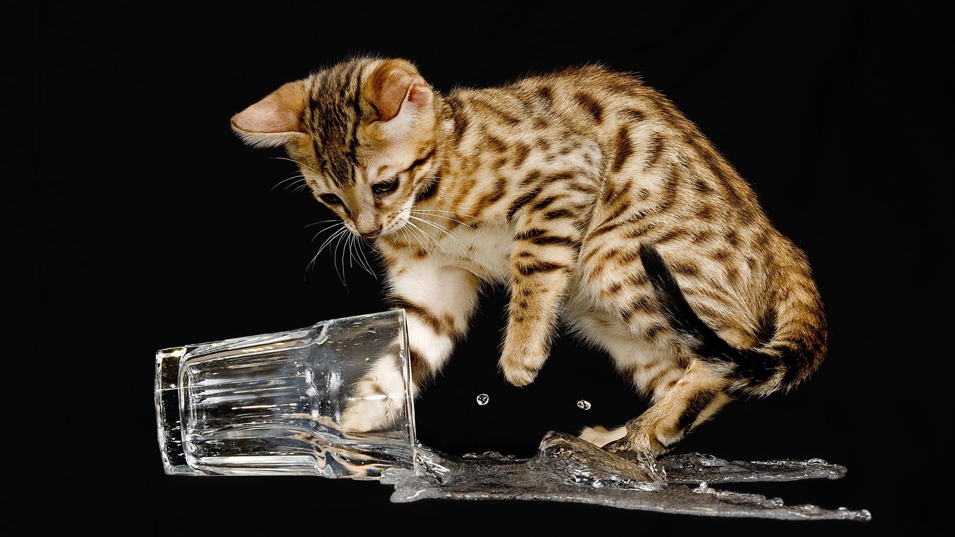 animals, Cat, Glass Wallpaper