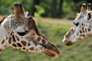 animals, Giraffes