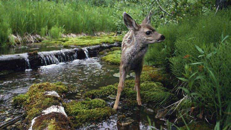 animals, Baby Animals, Waterfall, River, Moss HD Wallpaper Desktop Background