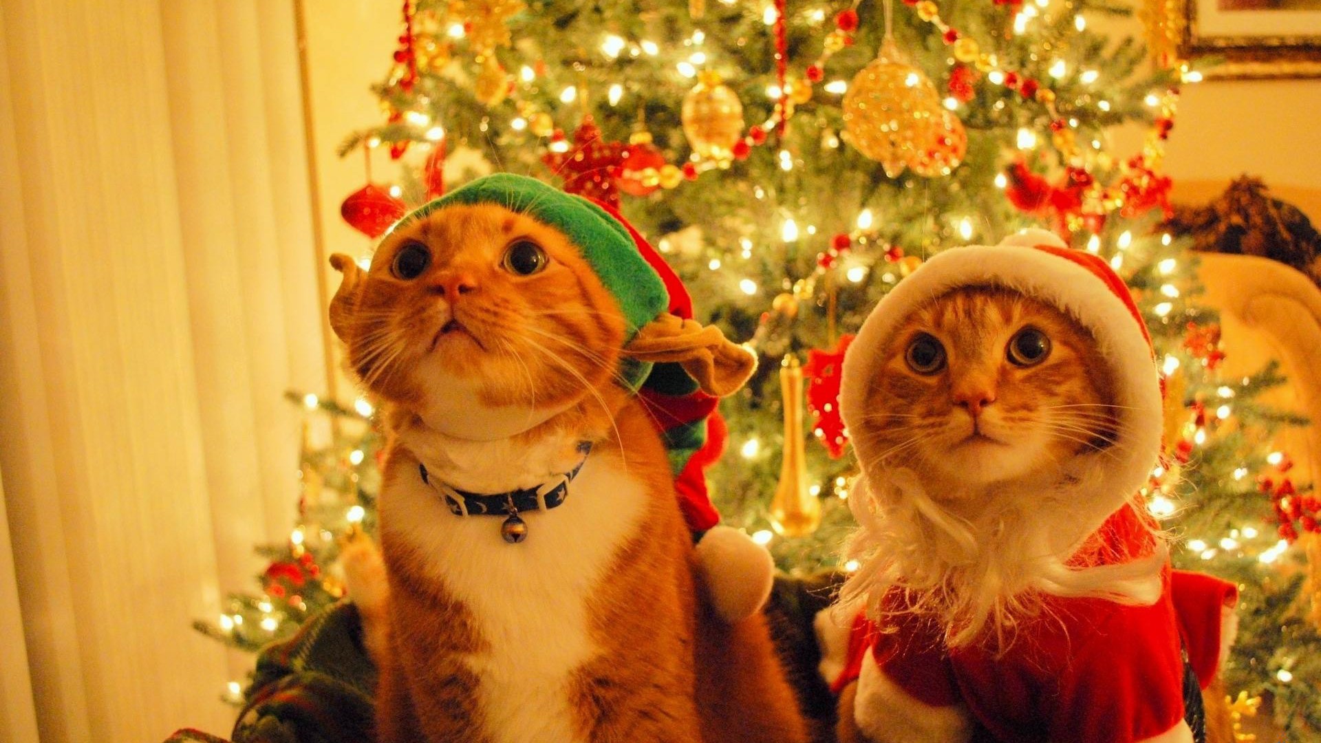 animals, Cat, Christmas Wallpaper
