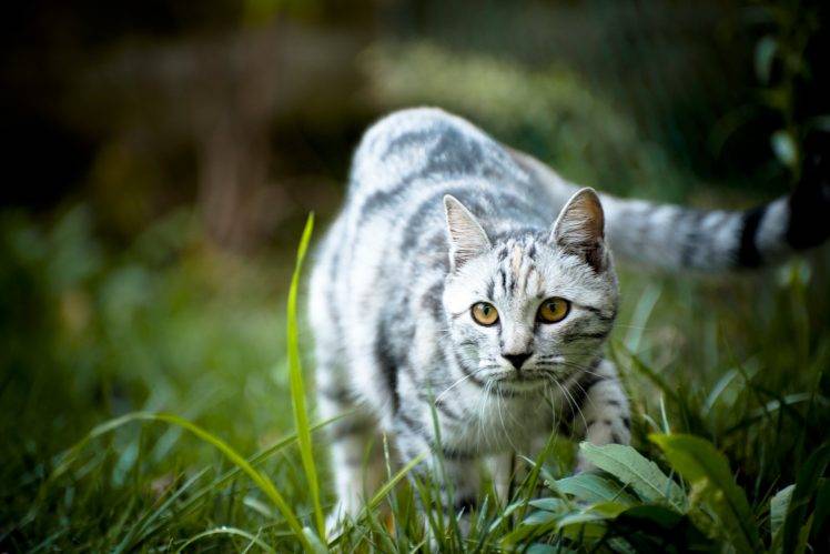 animals, Cat, Grass, Depth Of Field HD Wallpaper Desktop Background