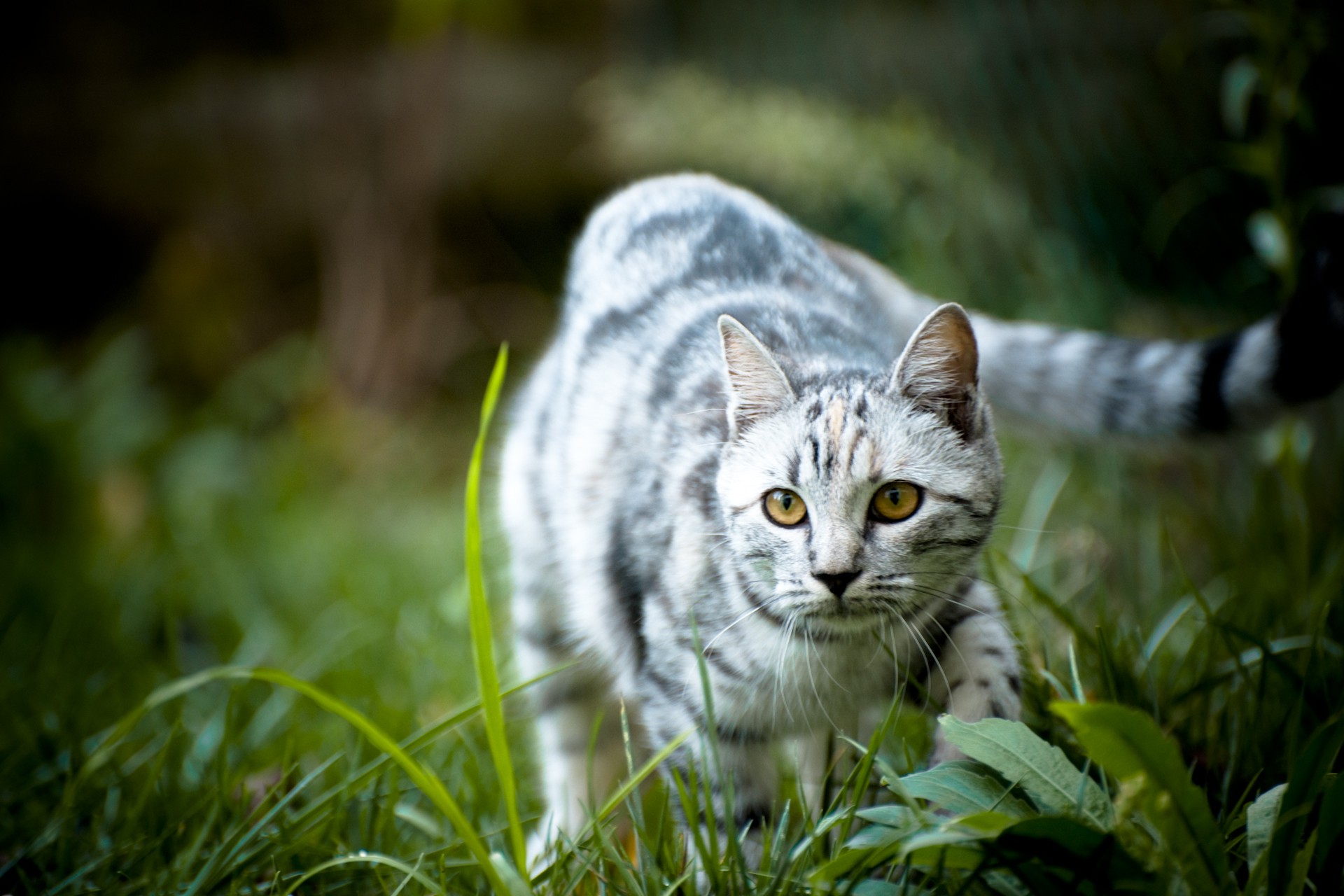 animals, Cat, Grass, Depth Of Field Wallpaper
