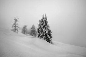 landscape, Trees, Winter, Snow