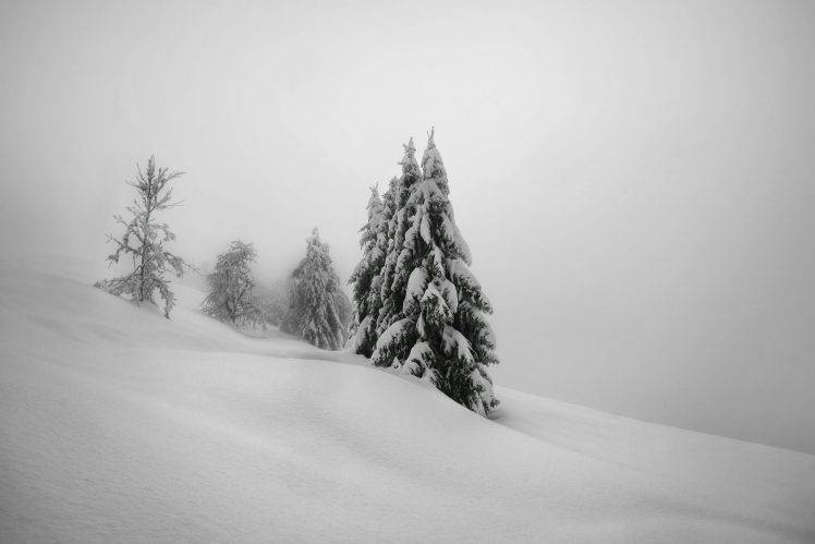 landscape, Trees, Winter, Snow HD Wallpaper Desktop Background