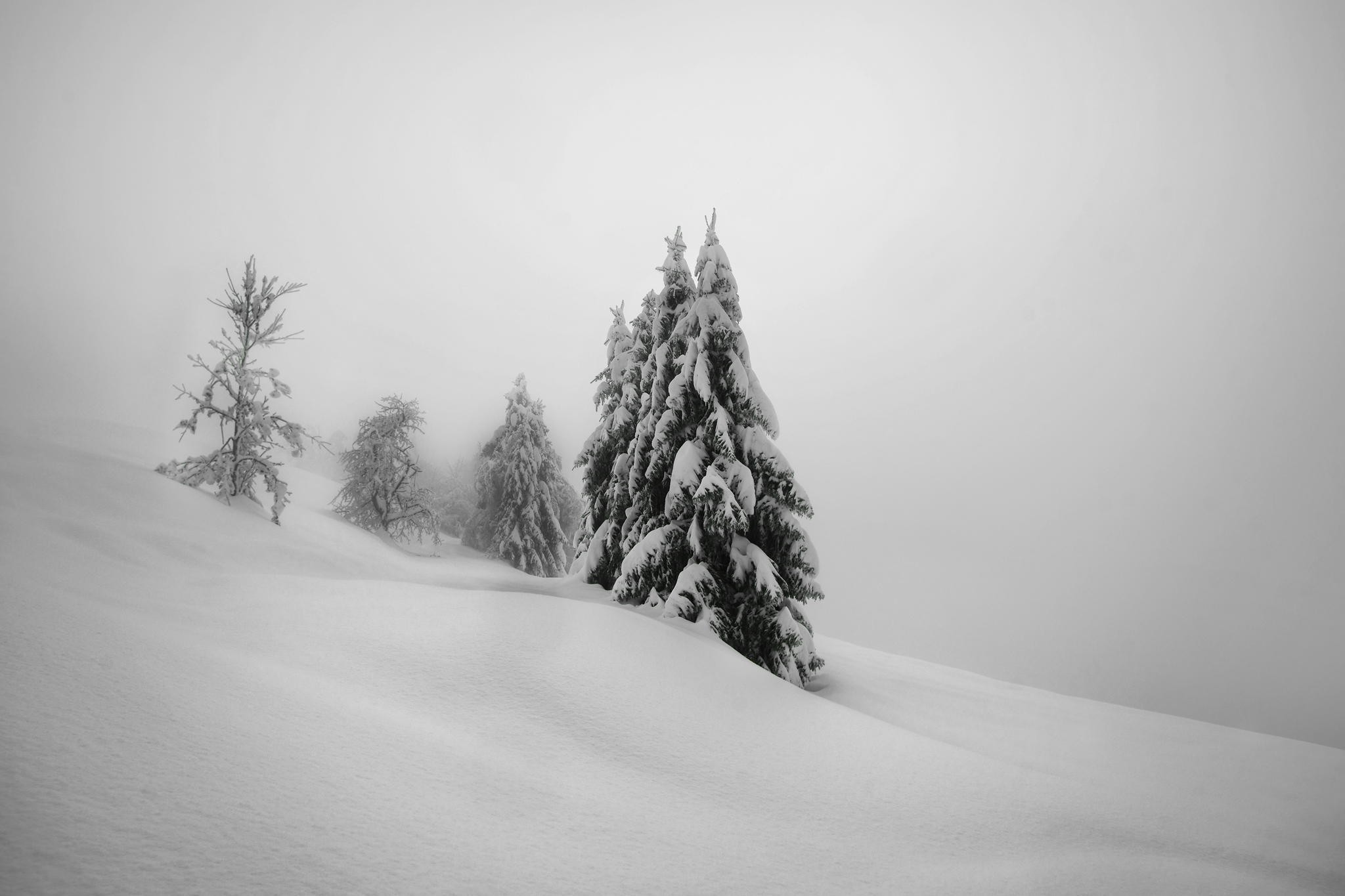 landscape, Trees, Winter, Snow Wallpaper
