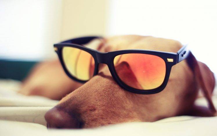 animals, Dog, Sunglasses, Closeup HD Wallpaper Desktop Background