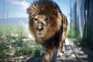 animals, Lion, Blurred