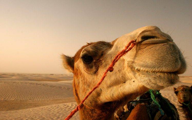 animals, Camels, Desert, Closeup HD Wallpaper Desktop Background