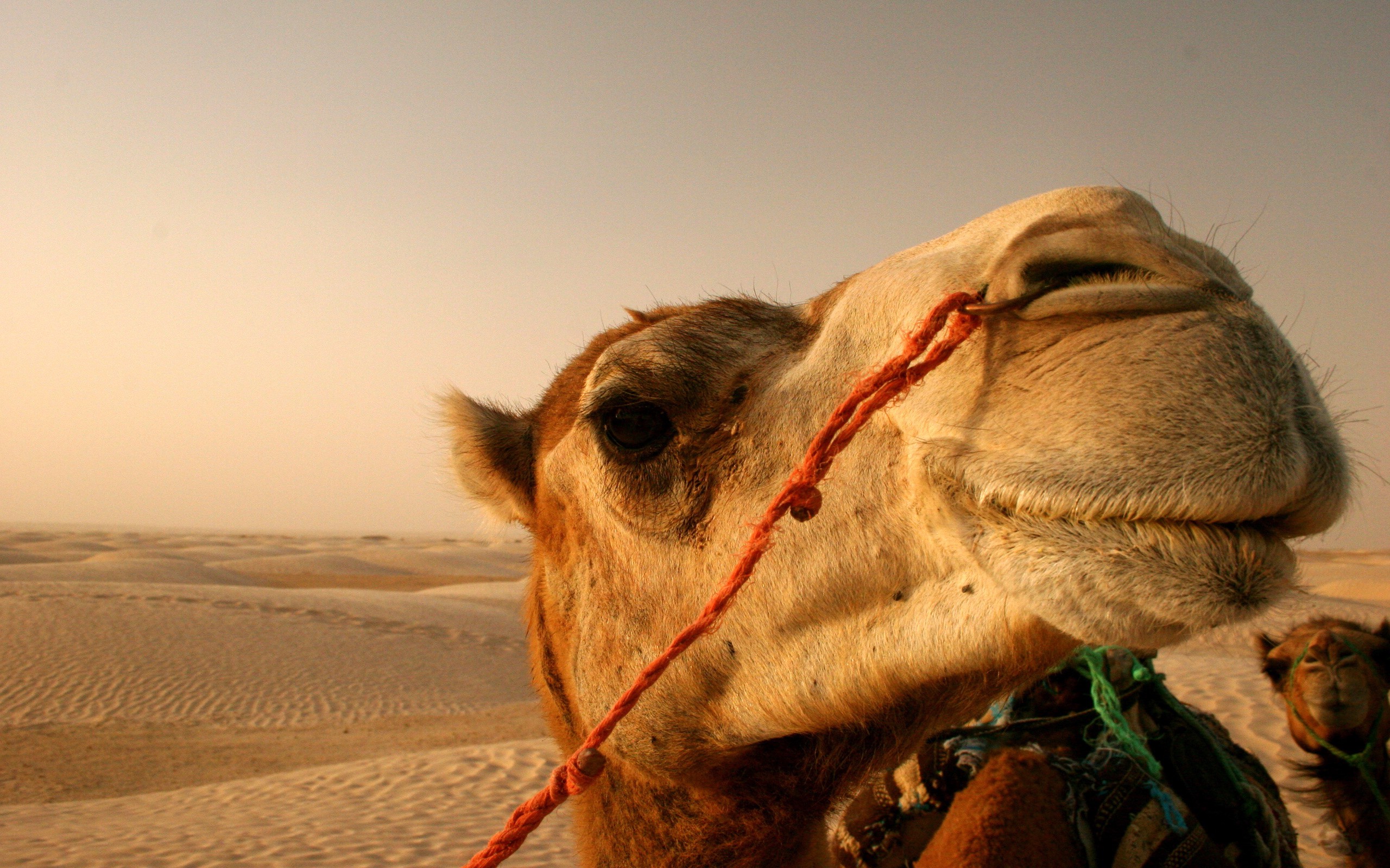 animals, Camels, Desert, Closeup Wallpaper