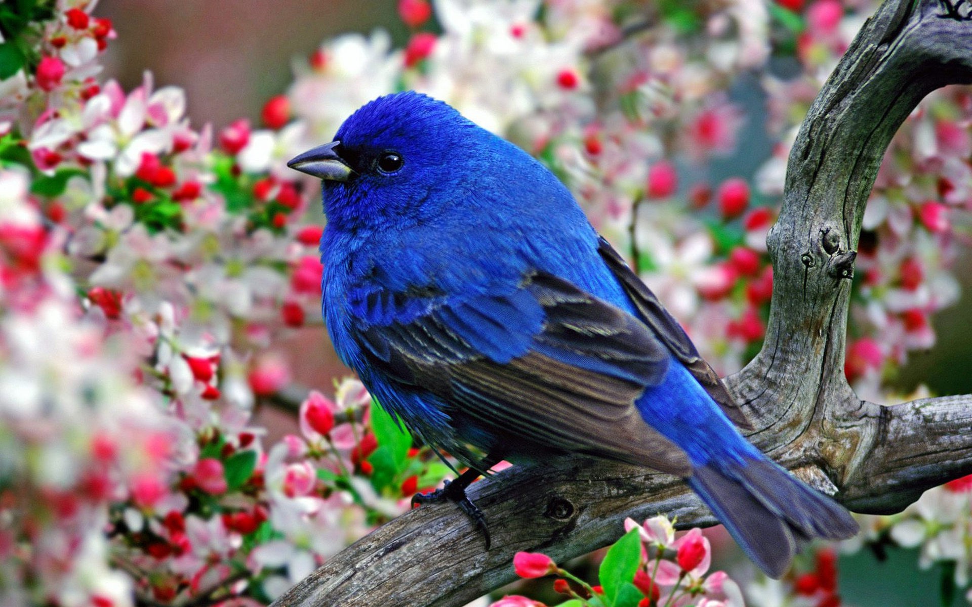 16+ Beautiful Pictures Of Nature And Birds, Important Concept!