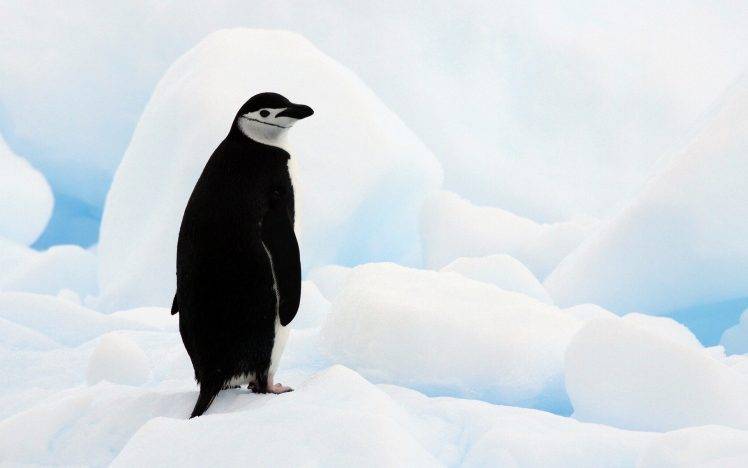 animals, Nature, Penguins, Birds, Ice HD Wallpaper Desktop Background