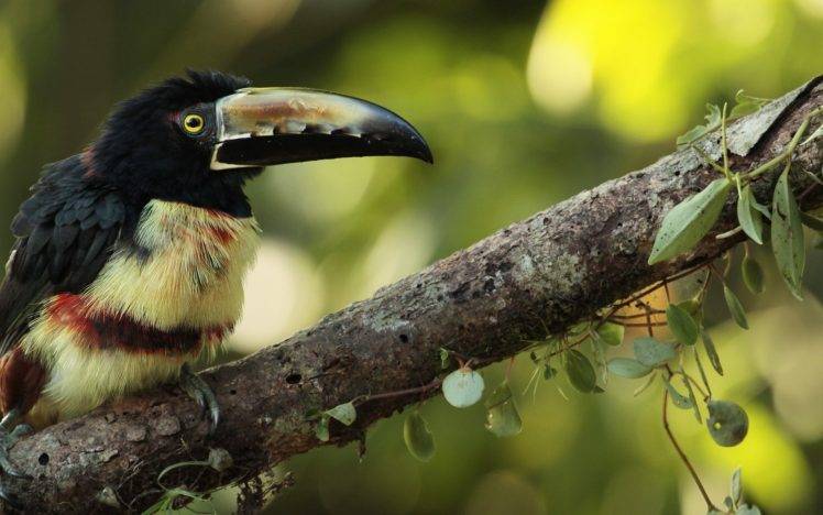 animals, Nature, Birds, Toucans HD Wallpaper Desktop Background