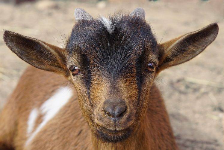 animals, Nature, Goats HD Wallpaper Desktop Background