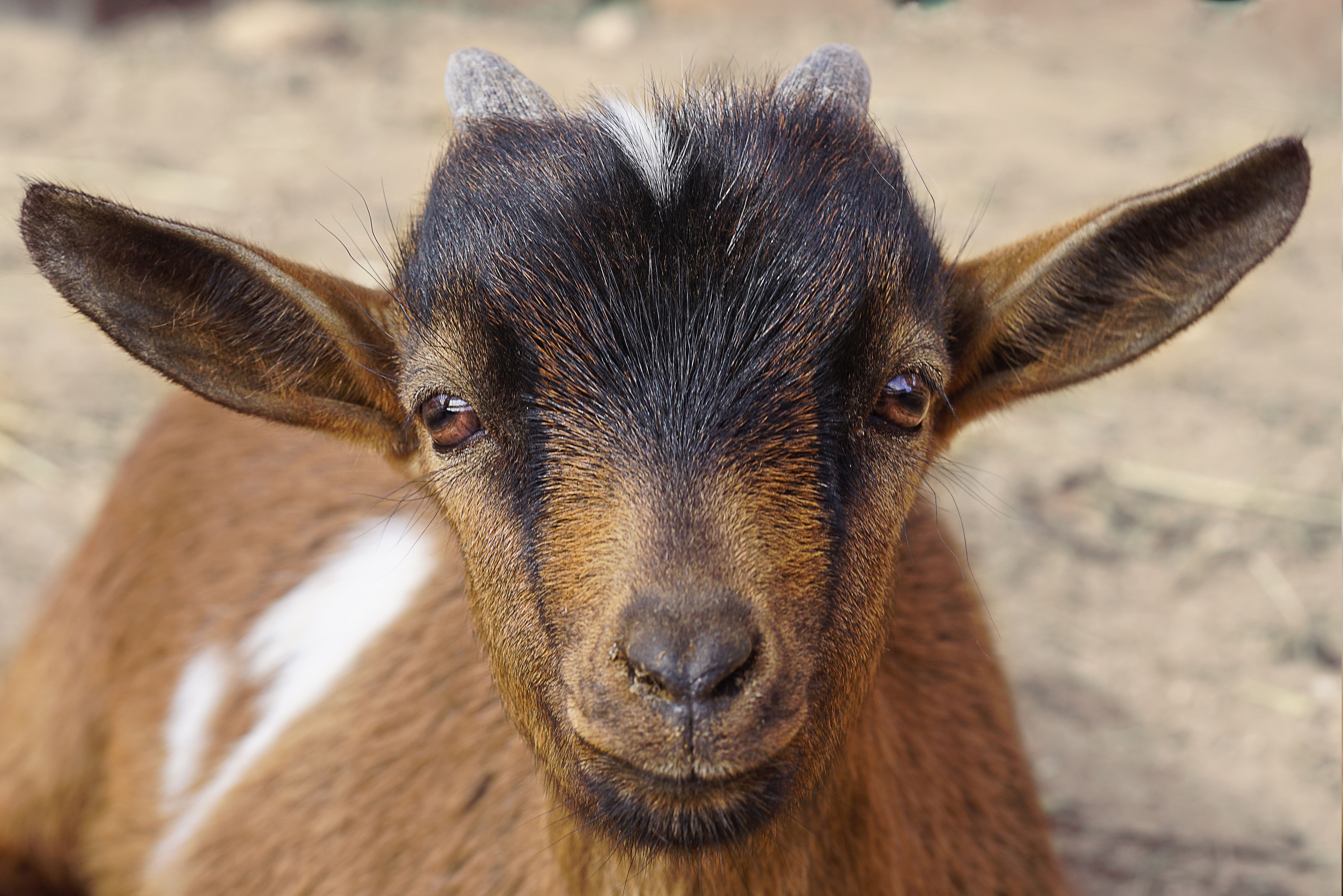 animals, Nature, Goats Wallpaper