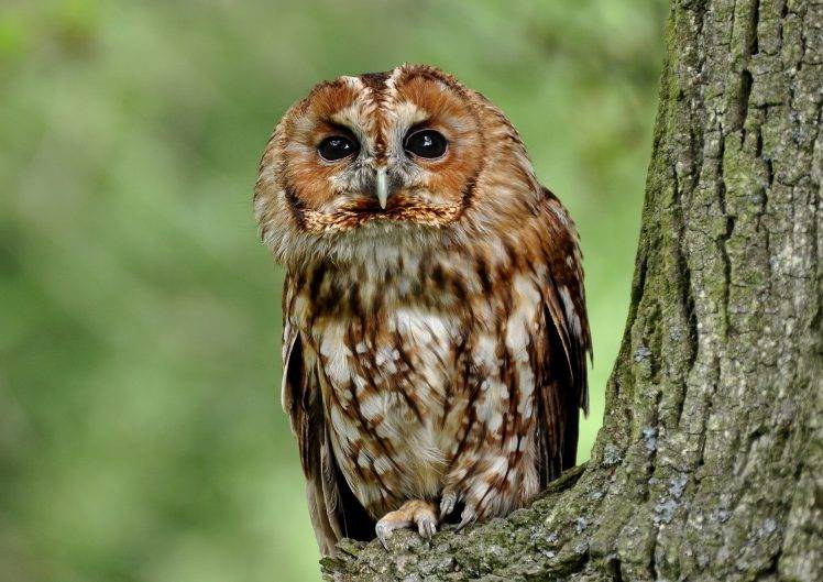 animals, Nature, Owl HD Wallpaper Desktop Background