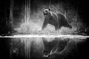 animals, Nature, Bears, Monochrome