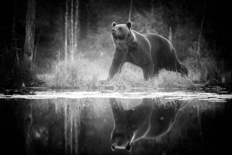 animals, Nature, Bears, Monochrome HD Wallpaper Desktop Background