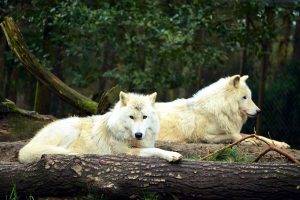 animals, Nature, Wolf
