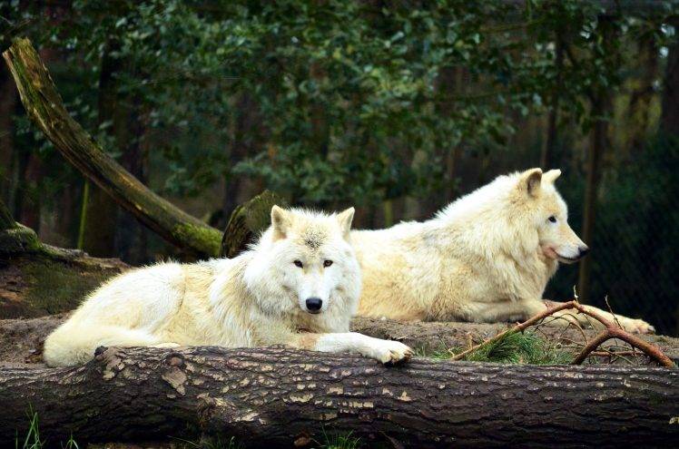 animals, Nature, Wolf HD Wallpaper Desktop Background