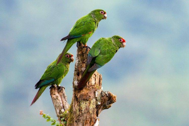 animals, Nature, Birds, Parrot HD Wallpaper Desktop Background